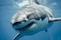 世界上最強的三大鯊魚：大白鯊、虎鯊、牛鯊