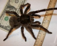 世界上10大最厲害的蜘蛛，歌利亞巨人食鳥蛛雄踞榜首