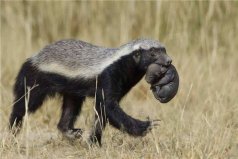 動物界三大扛把子：蜜獾、獅子和鬣狗