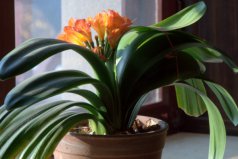 鎮(zhèn)宅綠植花卉哪種好養(yǎng)？最鎮(zhèn)宅辟邪的六大植物