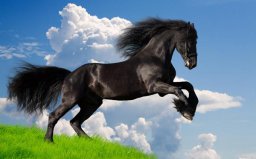 長跑耐力最強的動物是什么：當(dāng)屬馬，絕對無爭議！