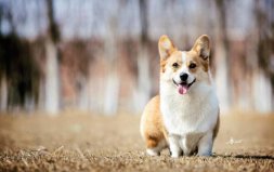 世界十大最萌的狗：哈士奇墊底，柯基犬奪冠