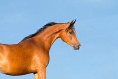 世界上十大長跑耐力最強的動物排行：騾子墊底，馬得第一