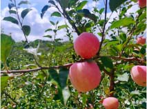 云南昭通四大知名特產(chǎn)：昭通蘋果、昭通醬入榜