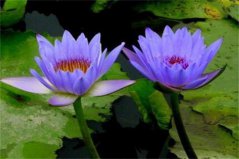 盤點(diǎn)十種稀有罕見花卉，睡火蓮、幽靈蘭花榜上有名