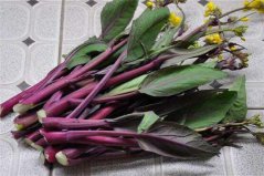 盤點(diǎn)十大紫色最有營養(yǎng)的菜，菜苔、莧菜、紫甘藍(lán)居前三位