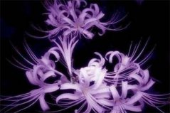 什么花最毒又漂亮？盤點十大妖嬈美麗的毒花