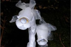 不喜歡陽光的植物有哪些？盤點完全不需要陽光的10種植物