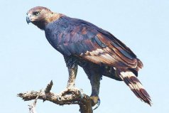 世界三大猛禽是什么動物？非洲冕雕、虎頭海雕和金雕入榜！