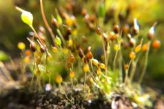 常見的10種苔蘚植物：葫蘆蘚居首，黑蘚排第二