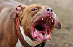 世界上戰(zhàn)斗力最強(qiáng)的狗前三名：藏獒列第三，比特犬奪冠