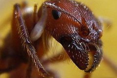 世界最毒的十大昆蟲，科帕收獲蟻排第一位