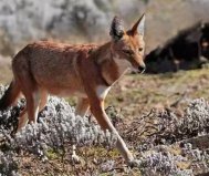 世界10大草原動(dòng)物：袋鼠、獵豹雙雙入榜