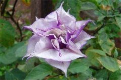 曼陀羅花有幾種品種？盤點八大常見的曼陀羅優(yōu)良品種
