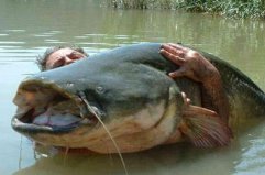 世界十大兇猛淡水魚排行榜，亞馬遜鲇魚排第一名