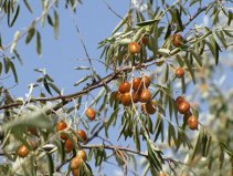 五大防風(fēng)固沙植物：沙棘、沙棗、沙柳、沙蒿和梭梭