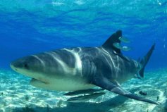世界十大最恐怖鯊魚：公牛鯊、達摩鯊全上榜