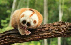 世界上最懶的動物Top5：樹懶居第五，考拉排第二