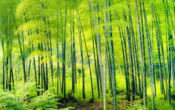 世界上生長(zhǎng)最快的10種植物：藻類上榜，竹子排第一
