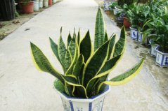 哪些植物除甲醛最好？十大吸甲醛的植物排名