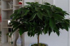 客廳養(yǎng)什么花和植物旺風水？盤點十種好養(yǎng)又旺家的風水植物