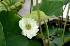 盤(pán)點(diǎn)六種最常見(jiàn)的荷花顏色及花語(yǔ)，紅荷花代表堅(jiān)毅勇敢