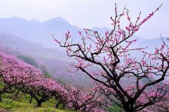 二月開(kāi)的花有哪些？盤點(diǎn)10種二月開(kāi)花最美的植物