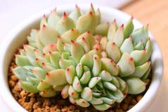 多肉植物貴貨都有哪些？推薦精美8款貴貨多肉植物