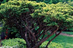 常見的針葉樹有哪些樹種？盤點10種常綠針葉樹種