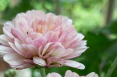 十大四季菊花品種圖片，一年四季都開花的菊花品種