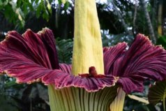 世界十大最稀有漂亮的花：尸花、鬼蘭花上榜