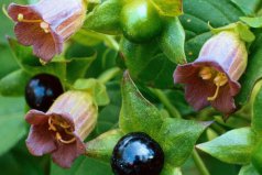 世界十大毒花排行榜：曼陀羅、福壽草上榜