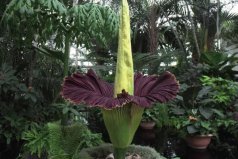 世界上最高的花：巨魔芋高達(dá)3米，直徑長1.5米