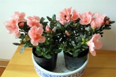 杜鵑花什么品種最好？盤點十大常見杜鵑花品種圖片