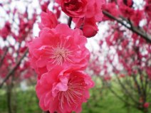 耐寒的梅花品種有哪些？盤點(diǎn)8大耐寒梅花品種