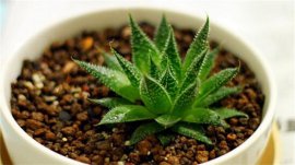 什么植物可以凈化空氣？盤點十大凈化空氣的室內(nèi)植物