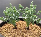 4種長(zhǎng)相獨(dú)特的盆栽植物，彈簧草、魚(yú)骨令箭上榜