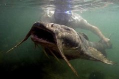 世界十大巨型淡水魚(yú)，湄公河巨型鯰魚(yú)排第一位