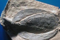 世界最神秘古老的十種魚(yú)：甲胄魚(yú)居首，彈涂魚(yú)排第二