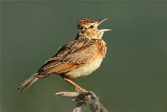 中國(guó)四大名鳥：百靈、畫眉、繡眼鳥、靛頦