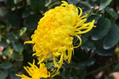 菊花最常見(jiàn)的種類有哪些？盤點(diǎn)常見(jiàn)十大菊花品種
