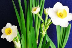 冬季開(kāi)花的植物花卉有哪些？盤點(diǎn)17種冬天開(kāi)花的植物