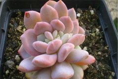 多肉植物哪種最好看？盤點最受歡迎6種多肉植物