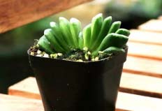10種顏值爆表的多肉植物，玉扇、黃麗位居前兩名