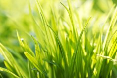 上古神話最美的六種花，洞冥草、九穗禾位居前兩名