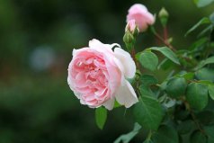 一年四季開花有香味的七種植物，月季花、四季桂居前兩位