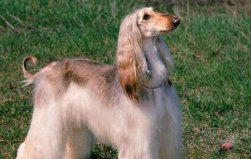 世界上最漂亮的狗Top5，阿富汗獵犬位居第一