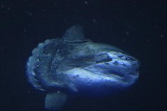 世界十大繁殖能力最強的動物，翻車魚當之無愧排第一名