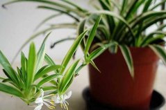 除甲醛植物十大排名：蘆薈上榜，吊蘭居首位