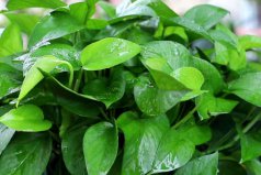 家里養(yǎng)什么綠植凈化空氣？凈化空氣最好的植物排名